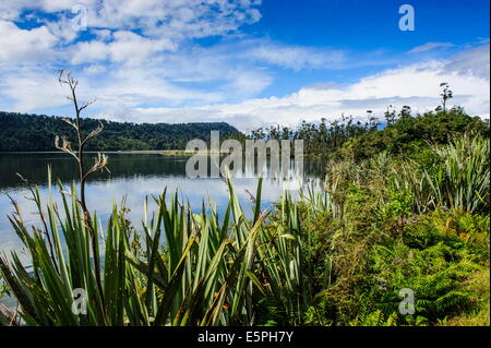 Okarito lagoon, de grandes zones humides non modifié le long de la route entre Fox Glacier et Greymouth, île du Sud, Nouvelle-Zélande, Pacifique Banque D'Images