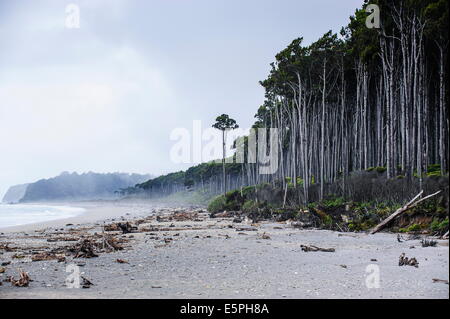 Moody beach à l'atmosphère sur la côte ouest autour de Haast, île du Sud, Nouvelle-Zélande, Pacifique Banque D'Images