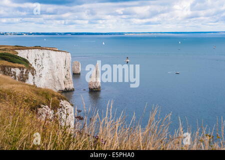 Les piles et les falaises de craie à Old Harry Rocks, entre et Swanage, Dorset Purbeck, Côte Jurassique, site de l'UNESCO, England, UK Banque D'Images