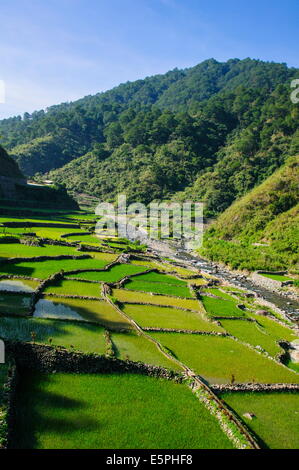Ainsi les rizières en terrasses de Banaue à Bontoc, Luzon, Philippines, Asie du Sud, Asie Banque D'Images