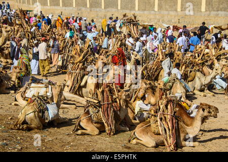 Les chameaux chargés de bois de chauffage sur le marché du lundi de Keren, en Érythrée, en Afrique Banque D'Images