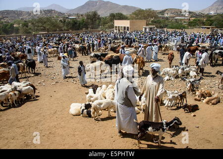 Le marché des animaux lundi de Keren, en Érythrée, en Afrique Banque D'Images