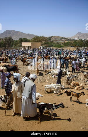 Le marché des animaux lundi de Keren, en Érythrée, en Afrique Banque D'Images