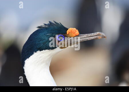 Cormoran cormoran impérial (roi) (Phalacrocorax atriceps) portrait, Rockhopper Point, l'île de Sea Lion, Îles Falkland Banque D'Images