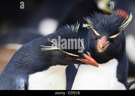 Gorfous sauteurs (Eudyptes chrysocome) se chamaillent, Rockhopper Point, l'île de Sea Lion, îles Malouines, l'Amérique du Sud Banque D'Images