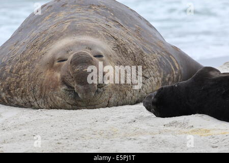 Petit et Grand, nouveau né de l'éléphant de mer du sud (Mirounga leonina) avec des petits mâles adultes bull, Sea Lion Island, Îles Falkland Banque D'Images