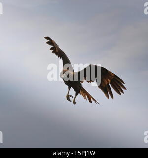 Caracara strié (Phalcoboenus australis) en vol, l'île de Sea Lion, Îles Falkland, l'Atlantique Sud, l'Amérique du Sud Banque D'Images