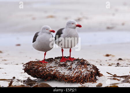 Paire de mouettes Dolphin (Leucophaeus scoresbii) sur un rocher couvert d'algues, l'île de Sea Lion, îles Malouines, l'Amérique du Sud Banque D'Images