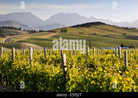 Vignes, Renwick, près de Blenheim, région de Marlborough, île du Sud, Nouvelle-Zélande, Pacifique Banque D'Images