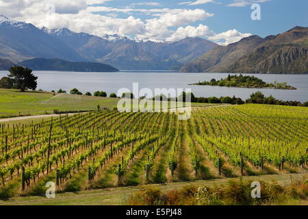 Vignoble de Rippon sur le lac Wanaka, Wanaka, Otago, île du Sud, Nouvelle-Zélande, Pacifique Banque D'Images