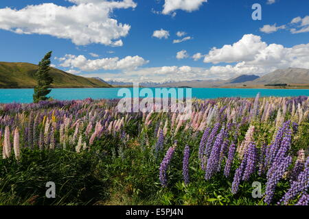 Lupin à côté du lac, le Lac Tekapo, région de Canterbury, île du Sud, Nouvelle-Zélande, Pacifique Banque D'Images