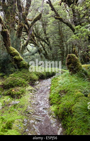 La forêt couverte de mousse au-dessus du lac Mackenzie, Routeburn Track, Fiordland National Park, site de l'UNESCO, l'île du Sud, Nouvelle-Zélande Banque D'Images