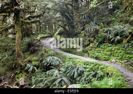 Fougères et mousses en forêt près de Lake Mackenzie, Routeburn Track, Fiordland National Park, site de l'UNESCO, l'île du Sud, Nouvelle-Zélande Banque D'Images