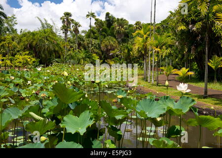 Le réservoir de lotus (Nelumbo nucifera) à l'Seewoosagur Ramgoolam, le Jardin botanique royal, de pamplemousses Ile Maurice, océan Indien Banque D'Images