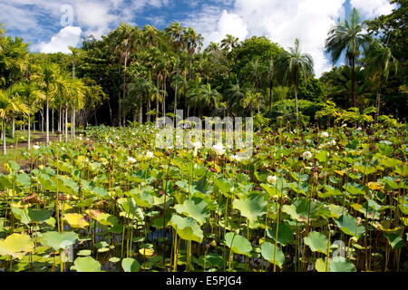 Le réservoir de lotus (Nelumbo nucifera) à l'Seewoosagur Ramgoolam, le Jardin botanique royal, de pamplemousses Ile Maurice, océan Indien Banque D'Images