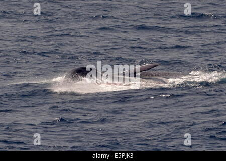 Sur une jambe au rorqual commun (Balaenoptera physalus) montrant les rainures de la gorge distendu, nord-est de l'Atlantique, au large du Maroc, l'Afrique du Nord Banque D'Images