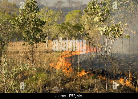 Feu de broussailles à côté de l'avancement est de Gibb River Road à travers le Kimberley, Western Australia, Australie, Pacifique Banque D'Images