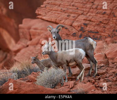 Desert bighorn (Ovis canadensis nelsoni) Brebis et deux agneaux, Vallée de Feu Park, Nevada, United States of America Banque D'Images