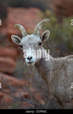 Desert bighorn (Ovis canadensis nelsoni) ram, Vallée de Feu Park, Nevada, États-Unis d'Amérique, Amérique du Nord Banque D'Images