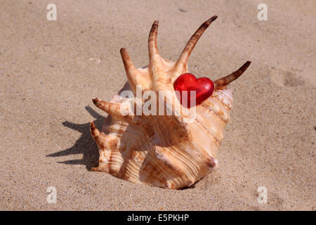 Shell avec cœur rouge sur la plage Banque D'Images