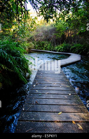 Te Waikoropupu springs, sources d'eau douce la plus claire dans le monde, Takaka, Golden Bay, île du Sud, Nouvelle-Zélande Banque D'Images