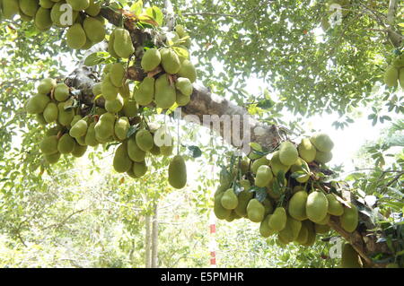 Jackfruit arbre avec de nombreux fruits Banque D'Images