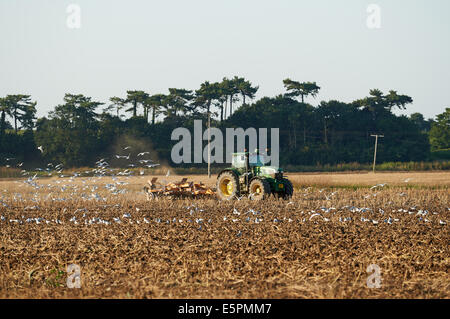 Les terres agricoles sont cultivées, Ferry Bawdsey, Suffolk, UK. Banque D'Images