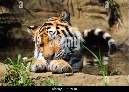 Image Tigre Siberien femelle Yong est heureux dans l'eau un jour de chaleur de l'été Banque D'Images