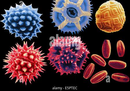 Vue au microscope électronique à balayage de différents pollens. Banque D'Images