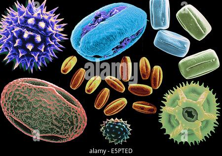 Vue au microscope électronique à balayage de différents pollens. Banque D'Images