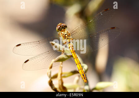 Photo Gros plan d'un vagabond libellule Sympetrum Vulgatum (dard) reposant sur la végétation non identifiés. Banque D'Images