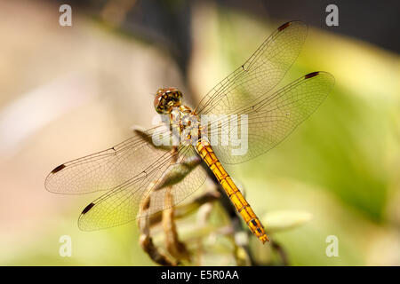 Photo Gros plan d'un vagabond libellule Sympetrum Vulgatum (dard) reposant sur la végétation non identifiés. Banque D'Images