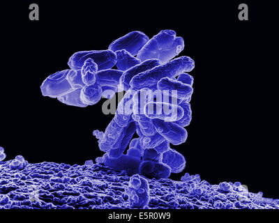 L'analyse des électrons Microphotographie (SEM) d'un groupe de bactéries Escherichia coli. 10000x de grossissement. Banque D'Images