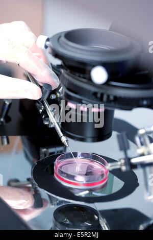 À l'aide d'un technicien lumière microscope pour injecter le sperme dans un ovule (ovocyte) au cours de la fécondation in vitro (FIV), Banque D'Images