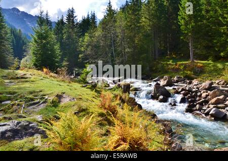 Vallée de Gschnitz dans autmn Gschnitz, rivière, fougère, fougère Banque D'Images