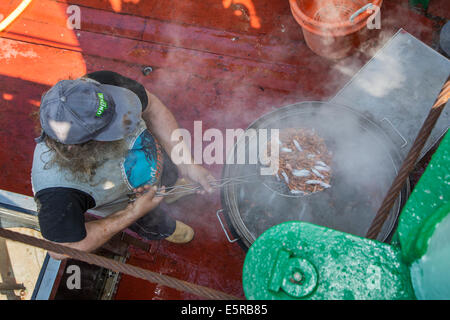 Pêcheur de crevettes d'ébullition à bord de bateau à la crevette la pêche des crevettes sur la mer du Nord Banque D'Images