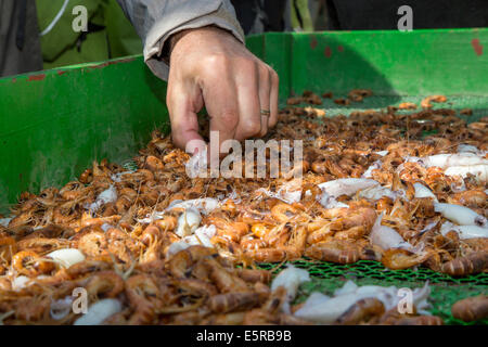 Tri pêcheur de crevettes crevettes à bord des bateaux de pêche de crevettes sur la mer du Nord Banque D'Images