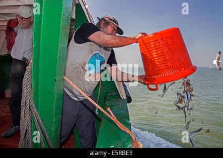 Pêcheur à bord du bateau de pêche de crevettes crevettes prises accessoires pour jeter dans l'eau de mer Banque D'Images