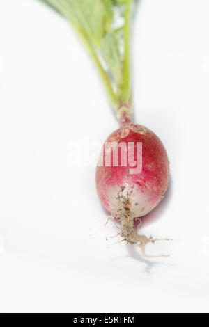 Radis (Raphanus sativus), studio shot. Banque D'Images