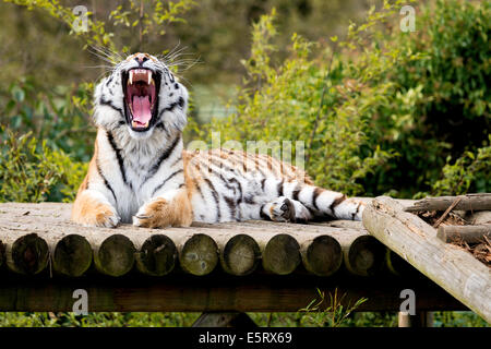 Tiger bâillement au Paradise Wildlife Park, Brouxbourne, Hertfordshire, Royaume-Uni Banque D'Images