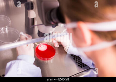 Un technicien est à l'aide d'un microscope optique pour sélectionner les œufs (ovule) pour la fécondation in vitro, procréation médicalement assistée Banque D'Images