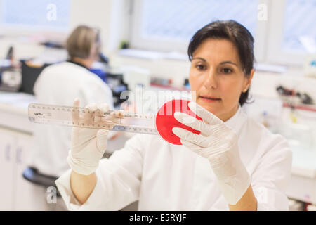 Technicien femelle mesurant une culture bactérienne dans une boîte de pétri dans un laboratoire médical. Banque D'Images