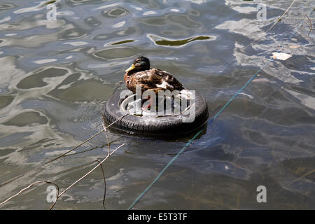 Un canard est assis sur un pneu flottant sur la Tamise près de Kingston Banque D'Images