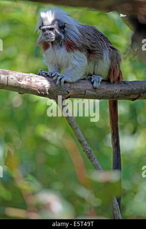 Un coton-top tamarin, Sanguinus oedipe, perché sur une branche Banque D'Images