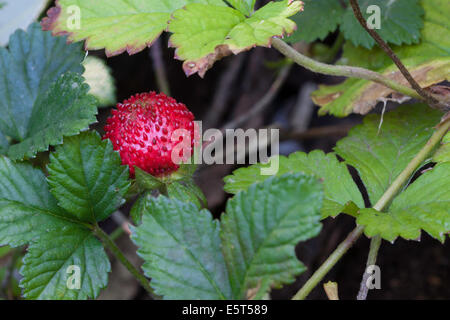Plan macro sur une fraise dans la forêt Banque D'Images