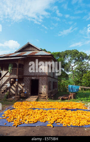 En Asie du sud-est, le Myanmar, le séchage du maïs dans un village de la tribu Hsipaw hill Banque D'Images