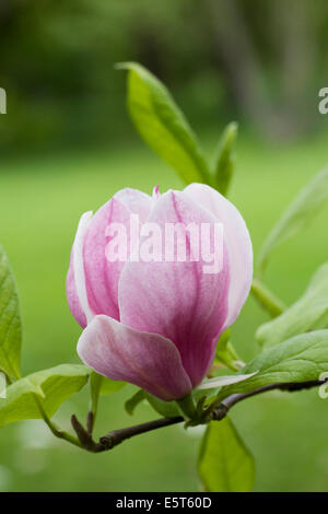 Magnolia denudata bourgeon floral. Banque D'Images