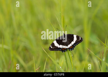 L'amiral blanc papillon, Limenitis arthemis, posant sur l'herbe en début de matinée, Clifford Lee Natural Area, Alberta Banque D'Images