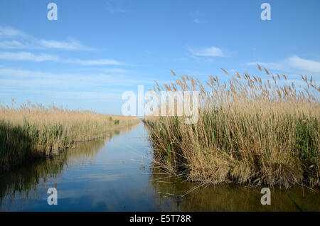 Les lits de roseaux sur le lac ou étang Vaccarès Camargue réserve naturelle ou les zones humides du delta du Rhône Provence France Banque D'Images