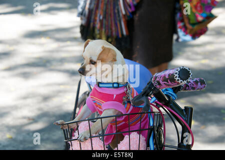 Chihuahua chien dans le panier de vélo Merida Yucatan Mexique Banque D'Images
